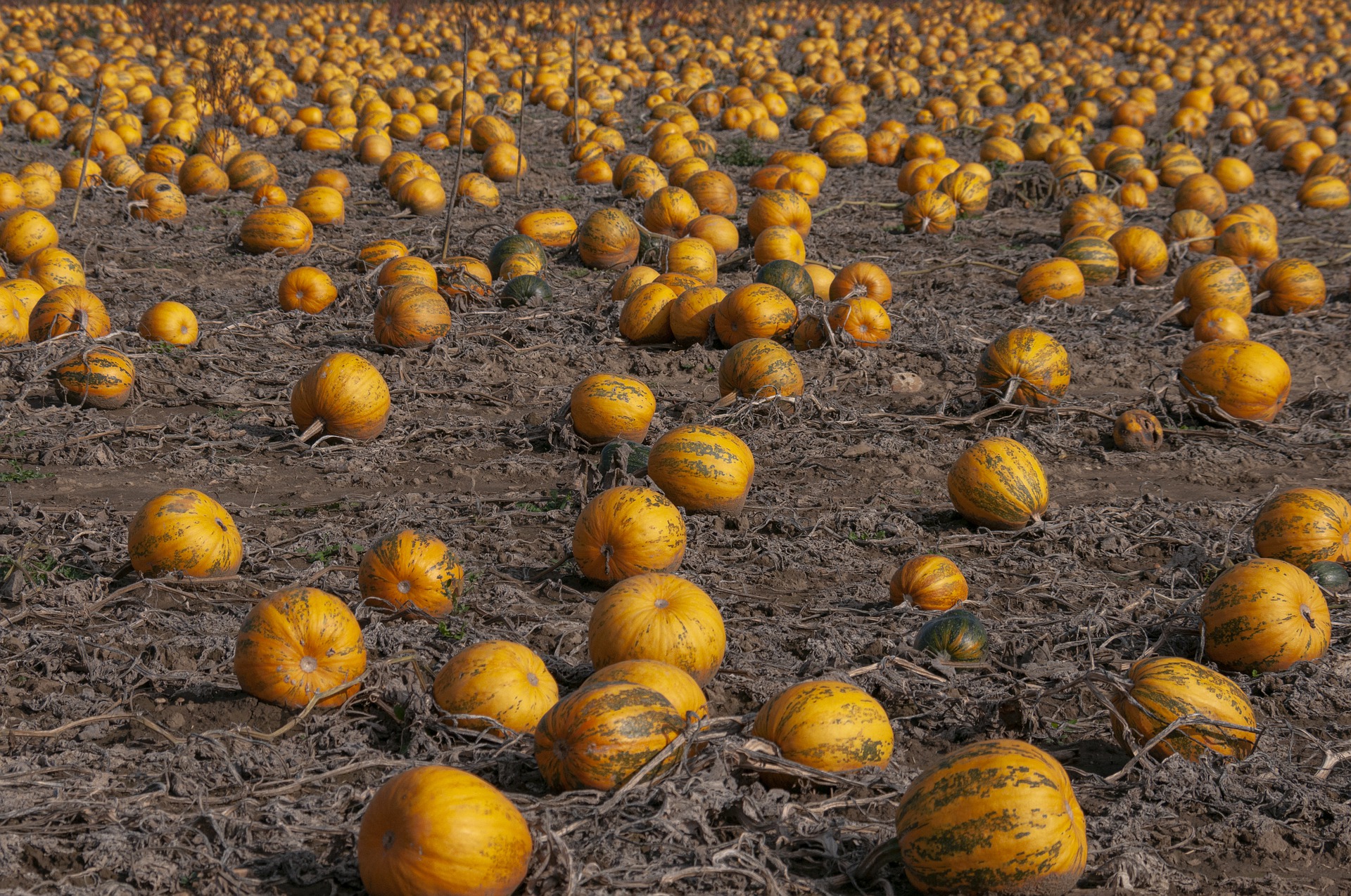 Yield Farming